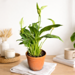 peace lily harmony desk plant