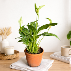 peace lily harmony desk plant