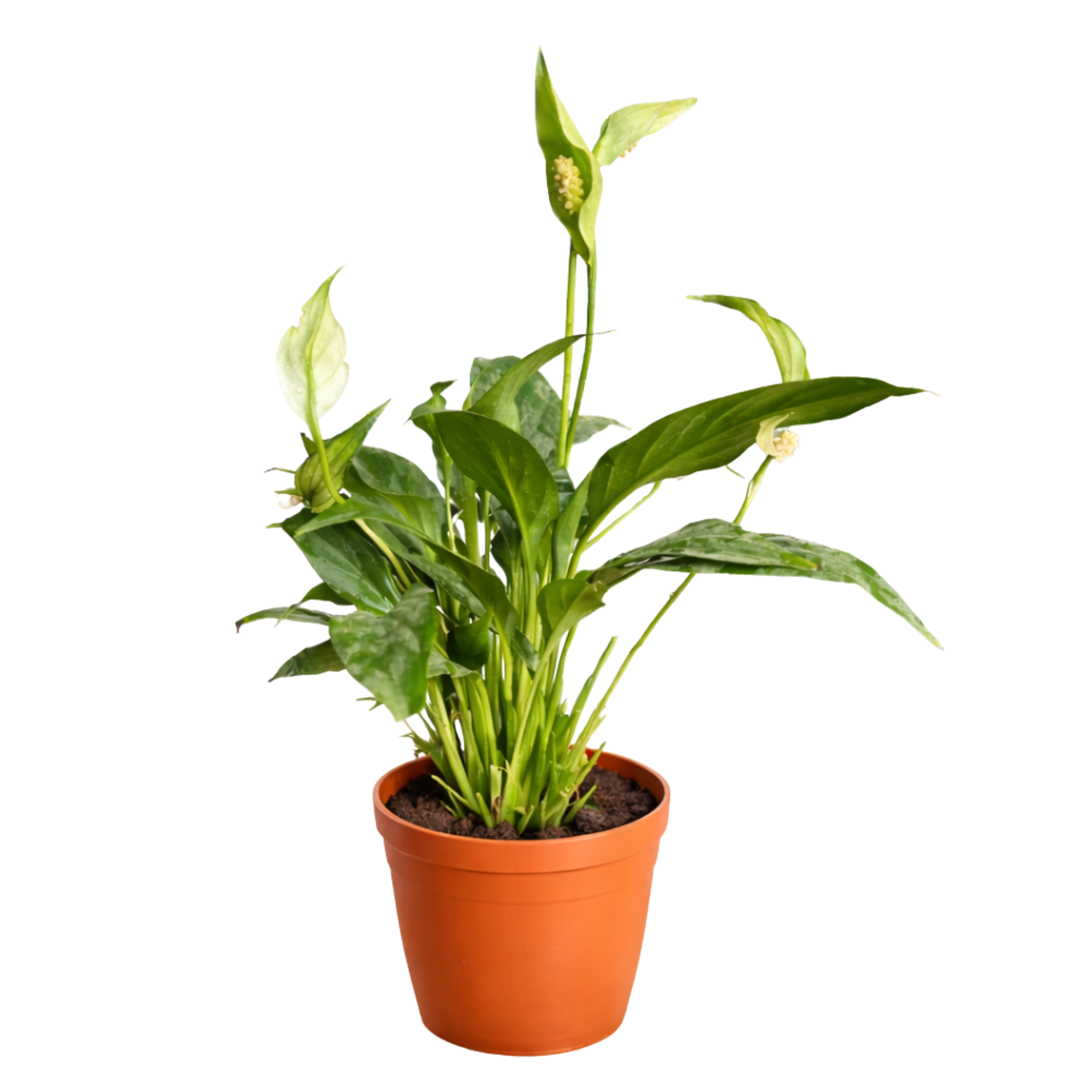 peace lily harmony desk plant