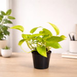 money plant desk planter