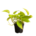 money plant desk planter