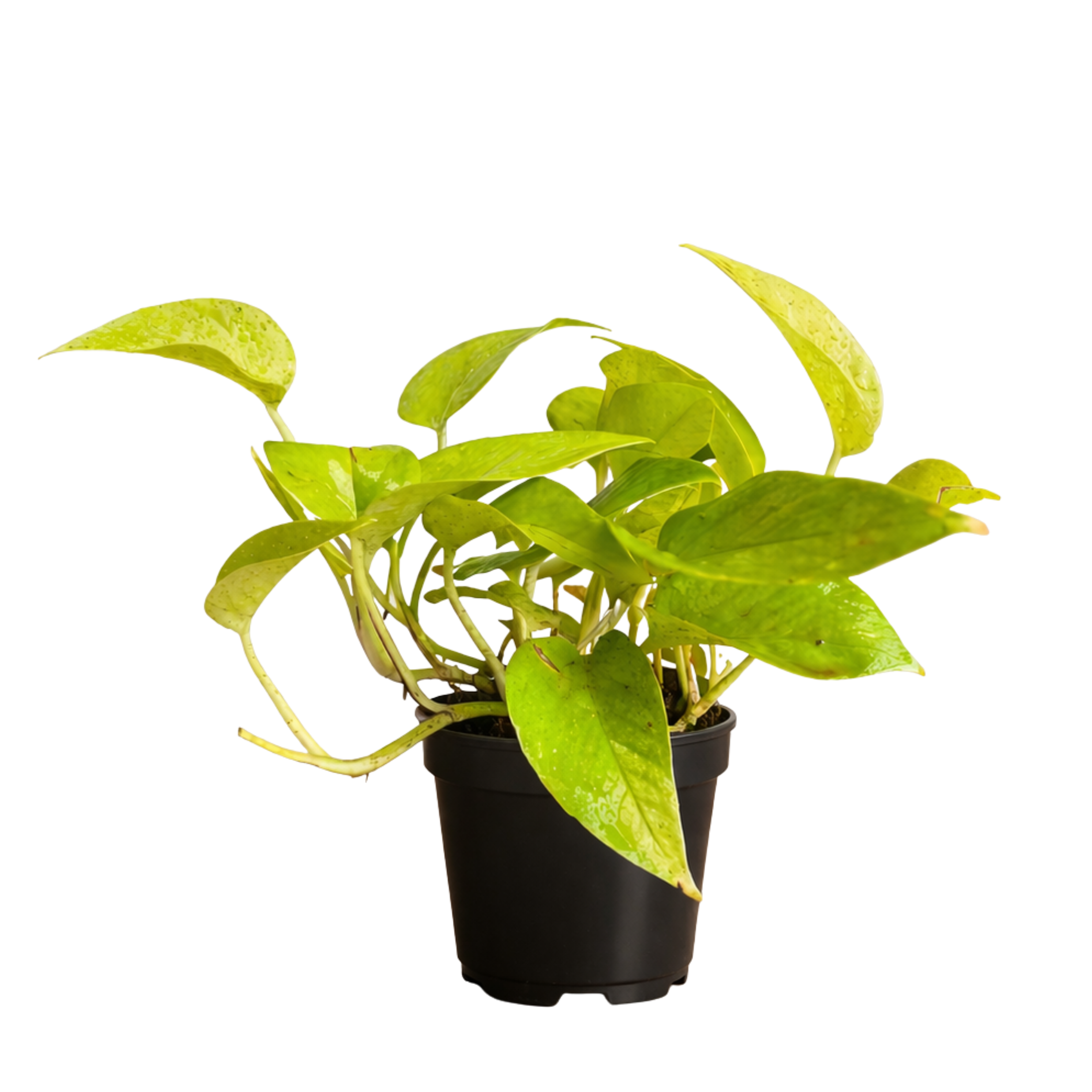 money plant desk planter