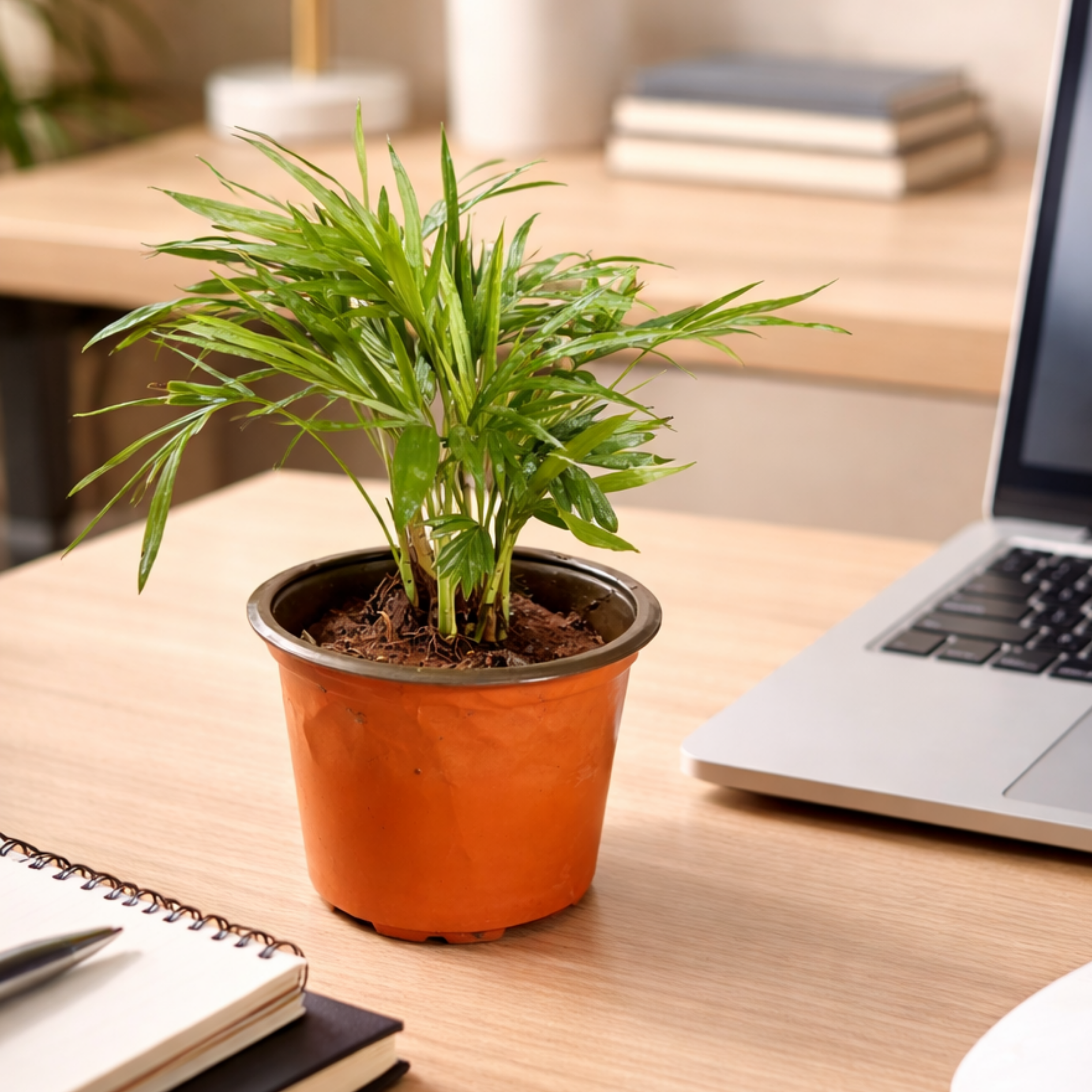 areca palm desk planter