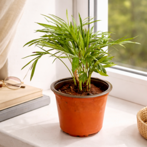 Home areca palm desk planter