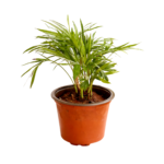 areca palm desk planter